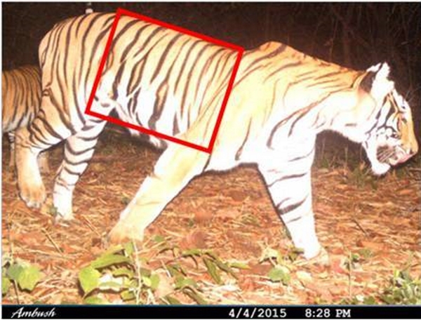 WCS Praises Government Of Thailand For Swift Action In Tiger Arrest 